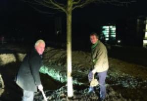 Luc Barthassat, magistrat en charge de l’Environnement et  Roger Beer, chef des arbres et de la nature de la Ville de Genève, plante un tilleul au Parc Rigot. DR 