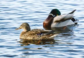 Les puces se transmettent à partir de larves et cherchent des canards pour s’installer. 123RF
