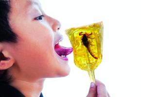 De charmantes petites bêtes emprisonnées dans des sucettes. ISTOCK/PHOTOMONTAGE 