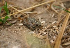 Espèce menacée, le crapaud calamite devrait prochainement faire son retour à la Petite Grave. DAVID BäRTSCHI 