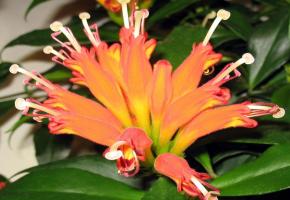 Des fleurs aux formes étonnantes et aux couleurs vives. DR