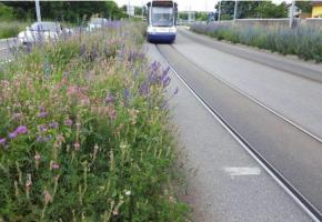 L’annonce de ne plus faucher les bords de route en campagne fâche l’ACS-Genève et  les agriculteurs. A gauche, l’Etat estime que la nature s’épanouit avec moins d’entretien. DR 