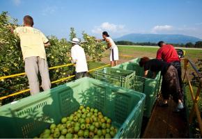 Prochaine sortie du terroir au verger de St-Loup, avec ses 20’000 poiriers et pommiers, samedi 27 août. RÉGIS COLOMBO / WWW.DIAPO.CH 