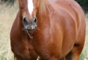 Rencontrez les pensionnaires du refuge de Darwyn. DR