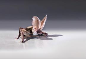  La chauve-souris sera à l'honneur pour la 20e année consécutive au Muséum d'Histoire naturelle. DR