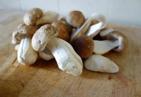 Carpaccio de bolets au parmesan. dr