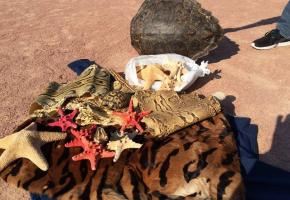 Des peaux de serpent vendues illégalement à Plainpalais. DOUANES 