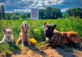 Face aux propriétaires qui ne jettent pas les crottes de leurs chiens, des affiches rappellent désormais les bons gestes.DR