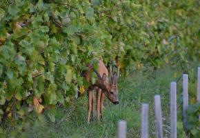 Au Mandement, les chevreuils se nourrissent de bourgeons. En médaillon, une clôture de prévention contre les sangliers. DR DR