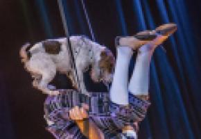 Le fabuleux numéro de Rustam avec Junior, son chien volant. DR 