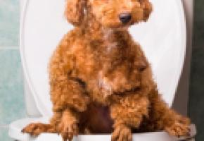 La solution? Des WC sur la voie publique pour les petits pipis de chiens... GETTY IMAGES/THAM KC 