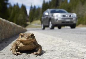 Grenouilles et crapauds seront mieux protégés. DR 