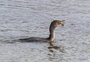 «Les cormorans bouffent nos truites et nos ombres», dénoncent les pêcheurs genevois. GETTY IMAGES/PCHOUI 