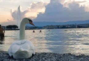 La légende qui veut que le pain est mauvais pour les canards a la dent dure. Pourtant,  il n’en est rien d’après l’ornithologue Laurent Vallotton. TR