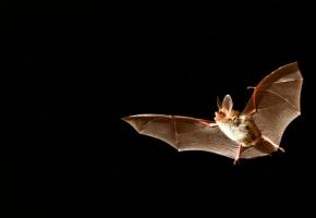 Des animations passionnantes pour les enfants sont proposées, pour apprendre à mieux connaître les petits chiroptères. PHILIPPE WAGNEUR/MHNG