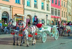 A Cracovie, les calèches sont presque aussi nombreuses que les voitures. 