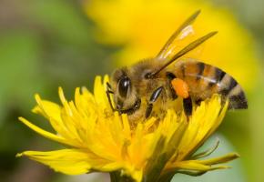 Un événement qui réveille les consciences écologiques. 123rf/lawren 