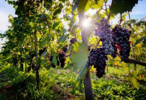  DR123RF/MICHAL BEDNAREK