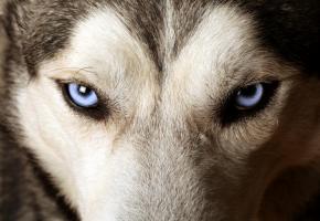 Le chien supplicié était un husky. PHOTO PRETEXTE 123RF/SBELOV 