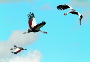 Vol de grues royales. Y. THONNERIEUX  