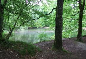 Le silence règne au bord de l’étang  aux Moines. DR Une balade de 5.7 km. Durée 1h40. Kümmerly+Frey  