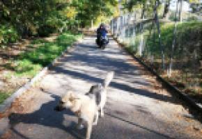 La promenade des Orpailleurs est partagée entre les deux-roues et les chiens sans laisse. DR