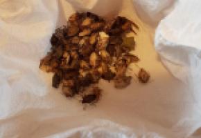 Des punaises marbrées retrouvées sur un balcon aux Charmilles. DR