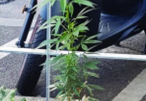 Drôle de découverte à Rive devant des places destinées aux deux-roues. DR