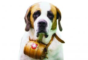 Des chiens provenant  de 27 pays sont attendus durant  les trois jours  de l’exposition.  PIERRE ALBOUY