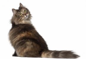 Au moins 1000 chats  sont attendus pour  ce rendez-vous unique  en Europe. 123RF/ERIX ISSELEN