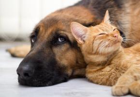 L’association genevoise recueille environ 300 chiens et 600 chats chaque année dans son refuge de Bernex. 123RF/PETAR DOJKIC