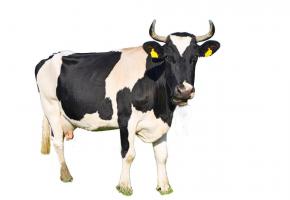 Faut-il réduire le nombre d’éleveurs pratiquant l’écornage? 123RF/SHVADCHAK VASYL