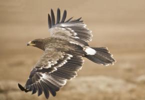 Deux rapaces, Taïga et Altaïr, 