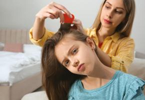 Le secret pour se débarrasser de ces hôtes indésirables: un peigne spécifique et de la patience.