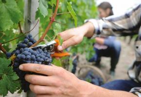 Les vendanges ont commencétôt. 123RF