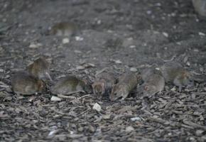Des rats se régalent des graines pour oiseaux que d’autres congénères. 