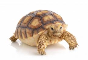 123RF/SOMMAI LARKJIT 