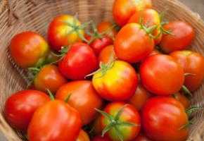 La tomate, un fruit que l’on consomme comme un légume. 123RF/TANESO99O 