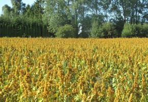 La «graine d’or» a le vent en poupe. DR