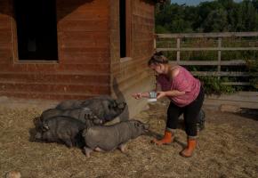 Isabelle Guignard s’occupe des cochons vietnamiens de La Gavotte depuis dix ans. CHRISTIAN BONZON