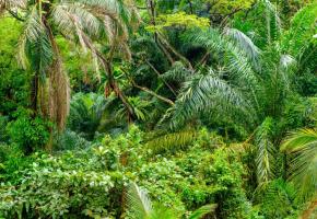 La jungle, thème d’une cuvée nouvelle prometteuse. 123RF/NEJRON