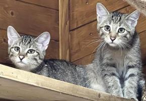 Neko et Isis vont rester au Bioparc. Impossible de relâcher des chats de sang mêlé. 
