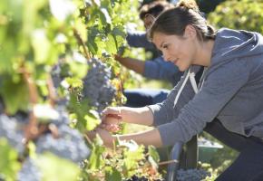 «Un millésime, un peu moins riche que 2018 mais plus équilibré», selon le vigneron-encaveur Alain Graber. 123RF/GOODUZ