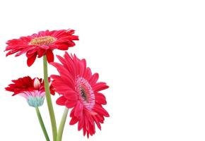 123RF/RATCHANIDA THIPPAYOS