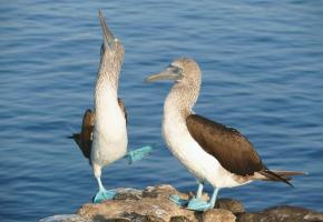 Quelque 50% de la population de fous à pieds bleus se trouvent aux Galápagos. 123RF