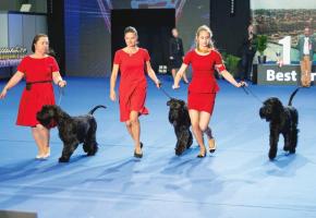 Les plus beaux représentants de la gent canine défileront sur le podium. TOMEK GOLA