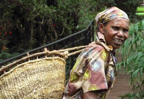 Dans une plantation  de café en Tanzanie.  Les consommateurs sont toujours plus préoccupés par les conditions 
