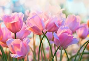 123RF/TATIANA BELOVA 