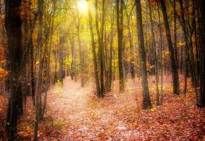 En raison du changement climatique, les feuilles mortes jouent les prolongations. TR