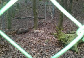 Au Bois-de-la-Bâtie, le décès d’un cervidé (photo en médaillon), choque.  DR Choqué, un lecteur a fait parvenir au journal une photo de la dépouille du pauvre cervidé.  DR 